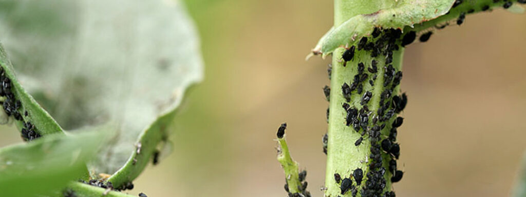 Pest and Disease Management – Department of National Botanic Gardens