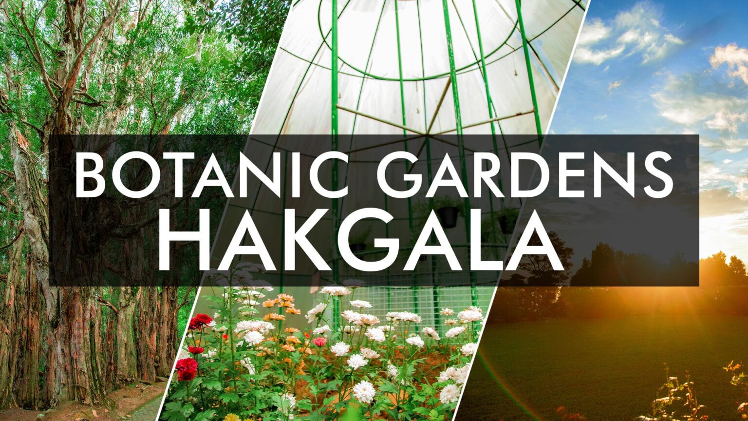 Hakgala Botanic Gardens – Department of National Botanic Gardens